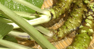 わさび茎